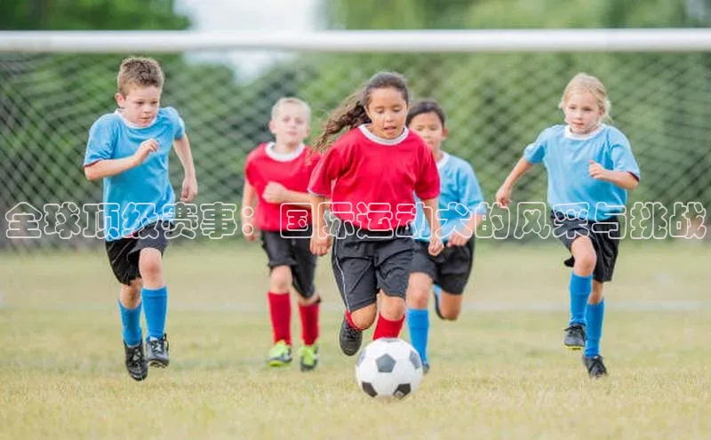 全球顶级赛事：国际运动犬的风采与挑战